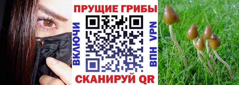 Купить  Новосиль  Псилоцибиновые грибы Psilocybe 